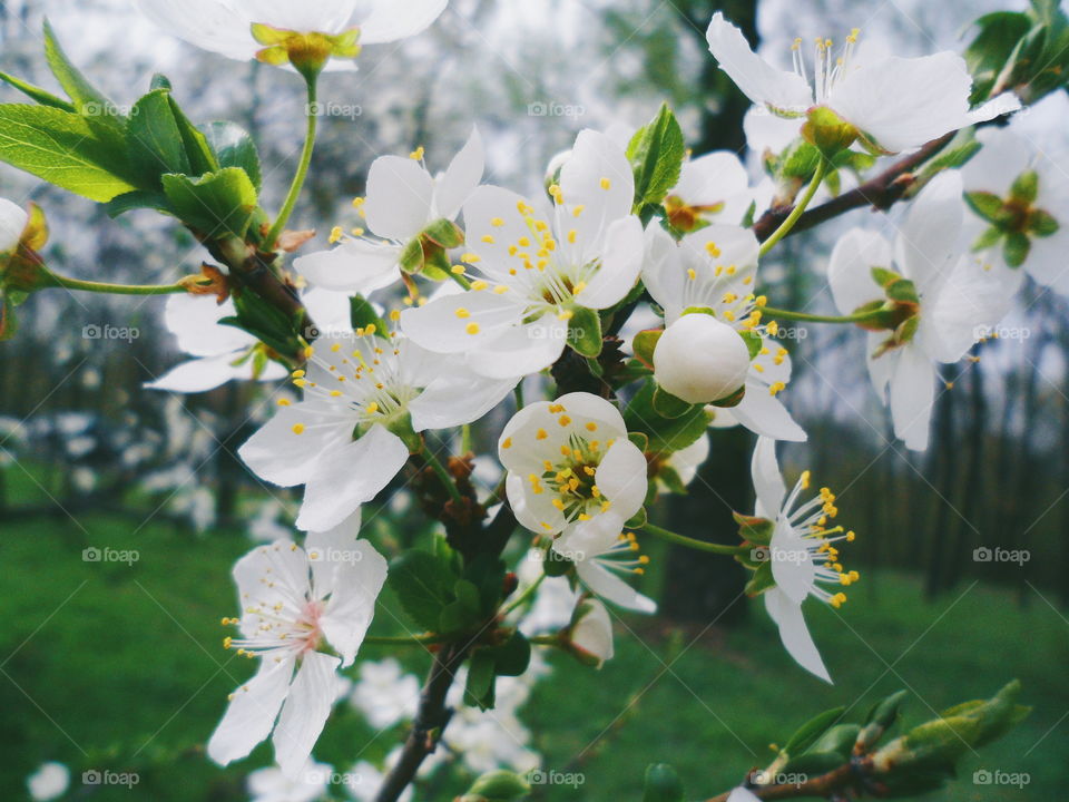 white cherry blossoms, spring 2018