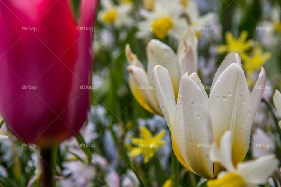 Tulips and rain drops