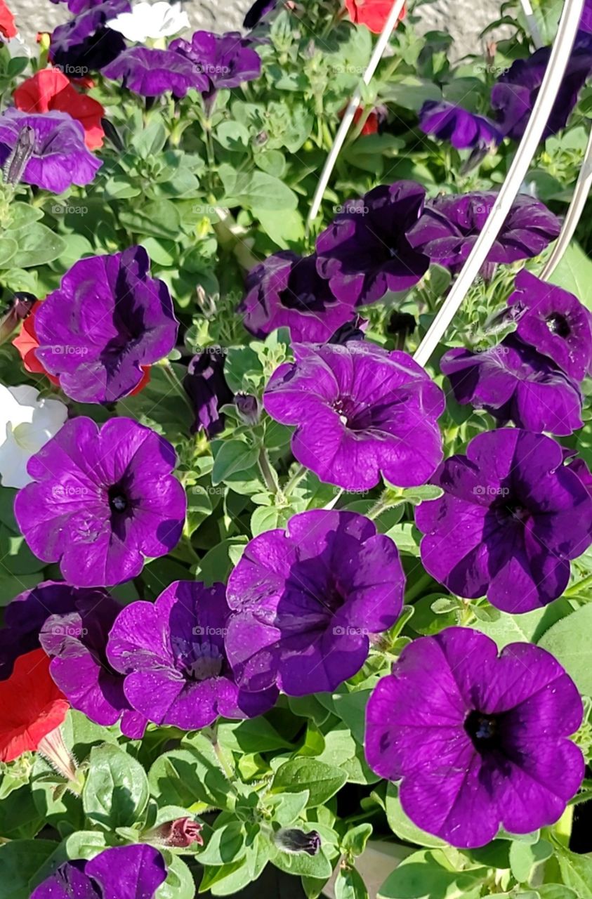 Purple Flowers