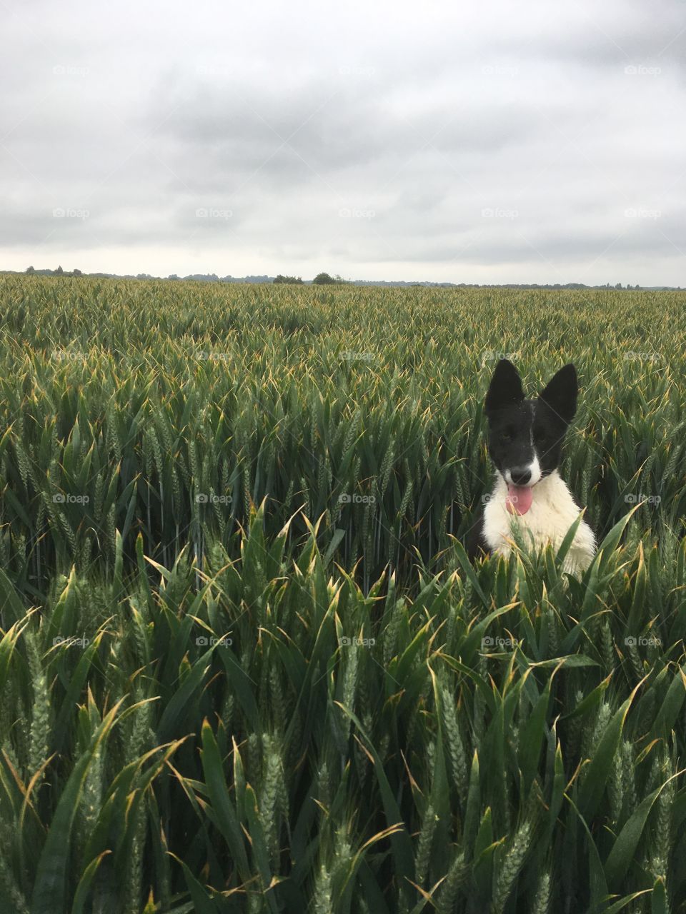 Young collie standing on back legs to peak over the top of a crop of wheat 