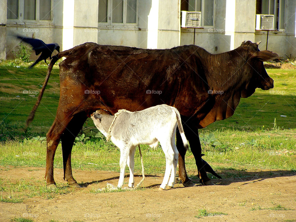 Mammal, Pasture, Animal, Farm, Livestock