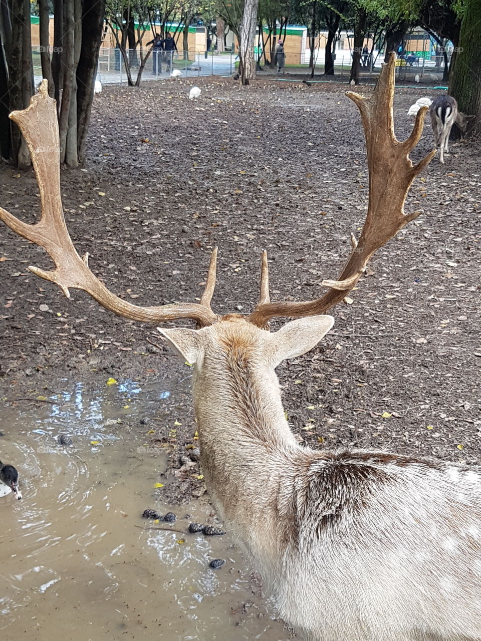 deer back