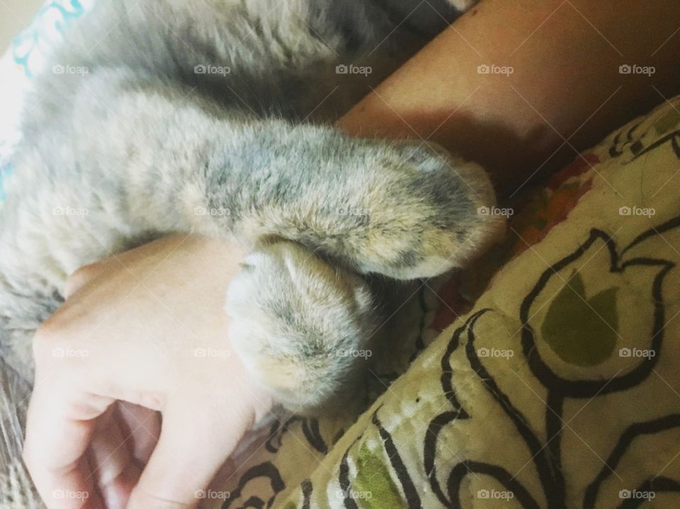 Kitty arm hug