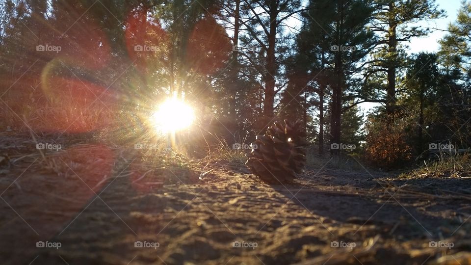 Colorado pine trees at sunset