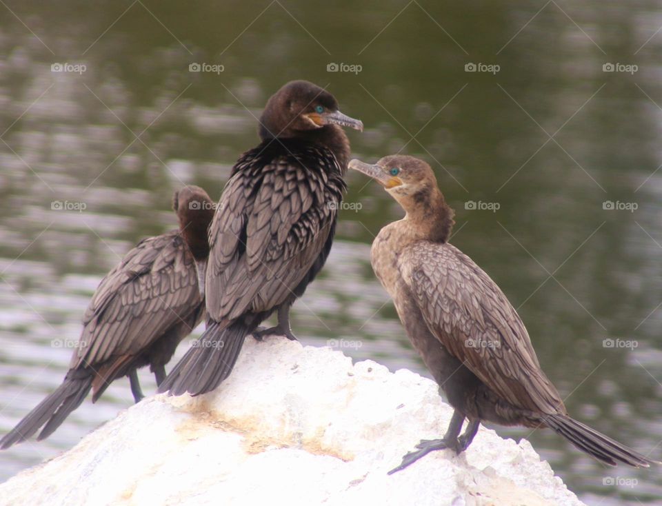 Three Cormorants on a Rock