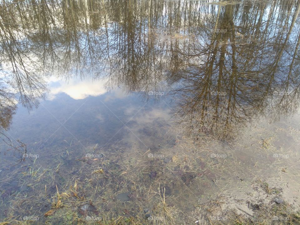 spring park trees reflection in the puddle