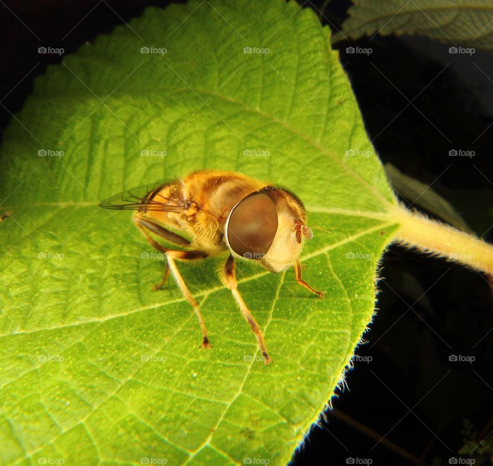 Honeybee resting on leaf