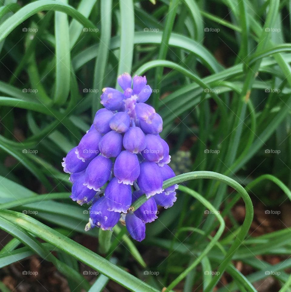 Muscari