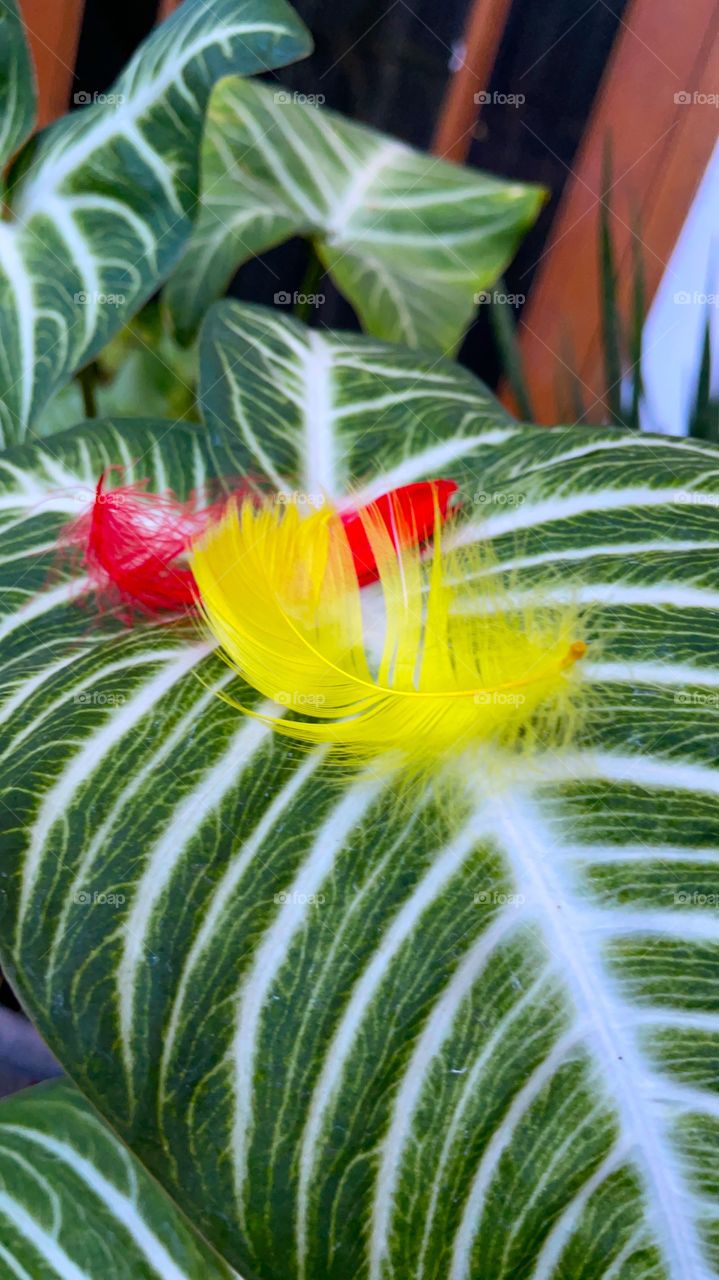 Leaf and feathers