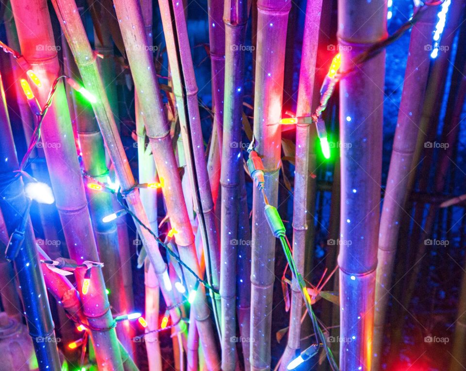 Holiday lights on bamboo
