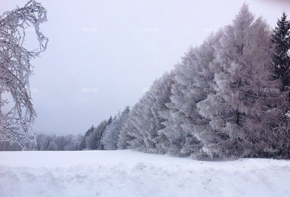 Winter Meadow