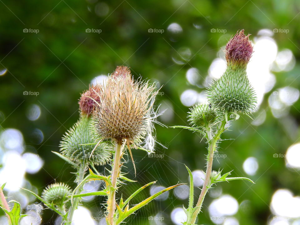Thistle, spiny flowers
