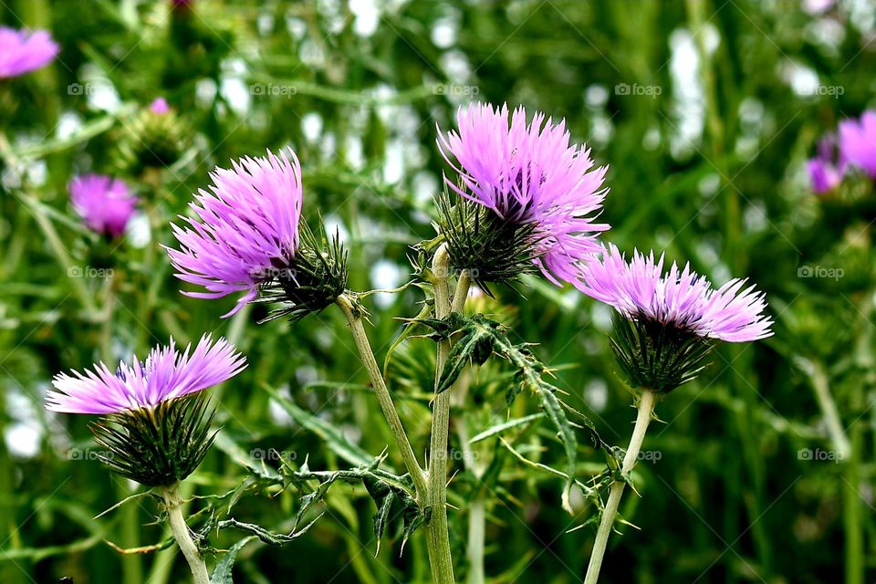 Wild flowers