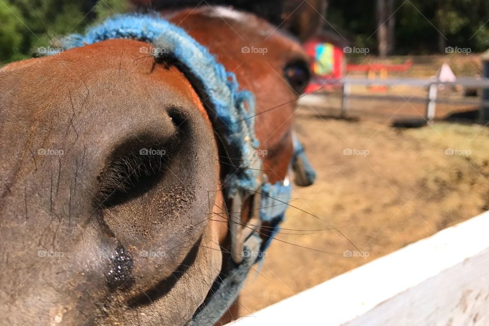 A pony up close!