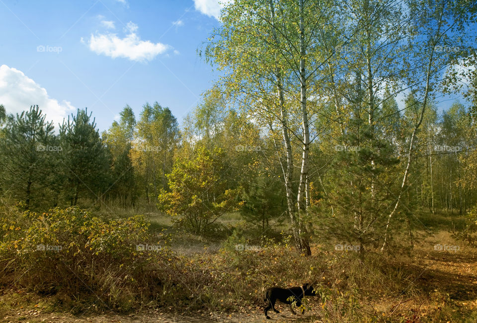 Tree, Wood, Landscape, Nature, No Person