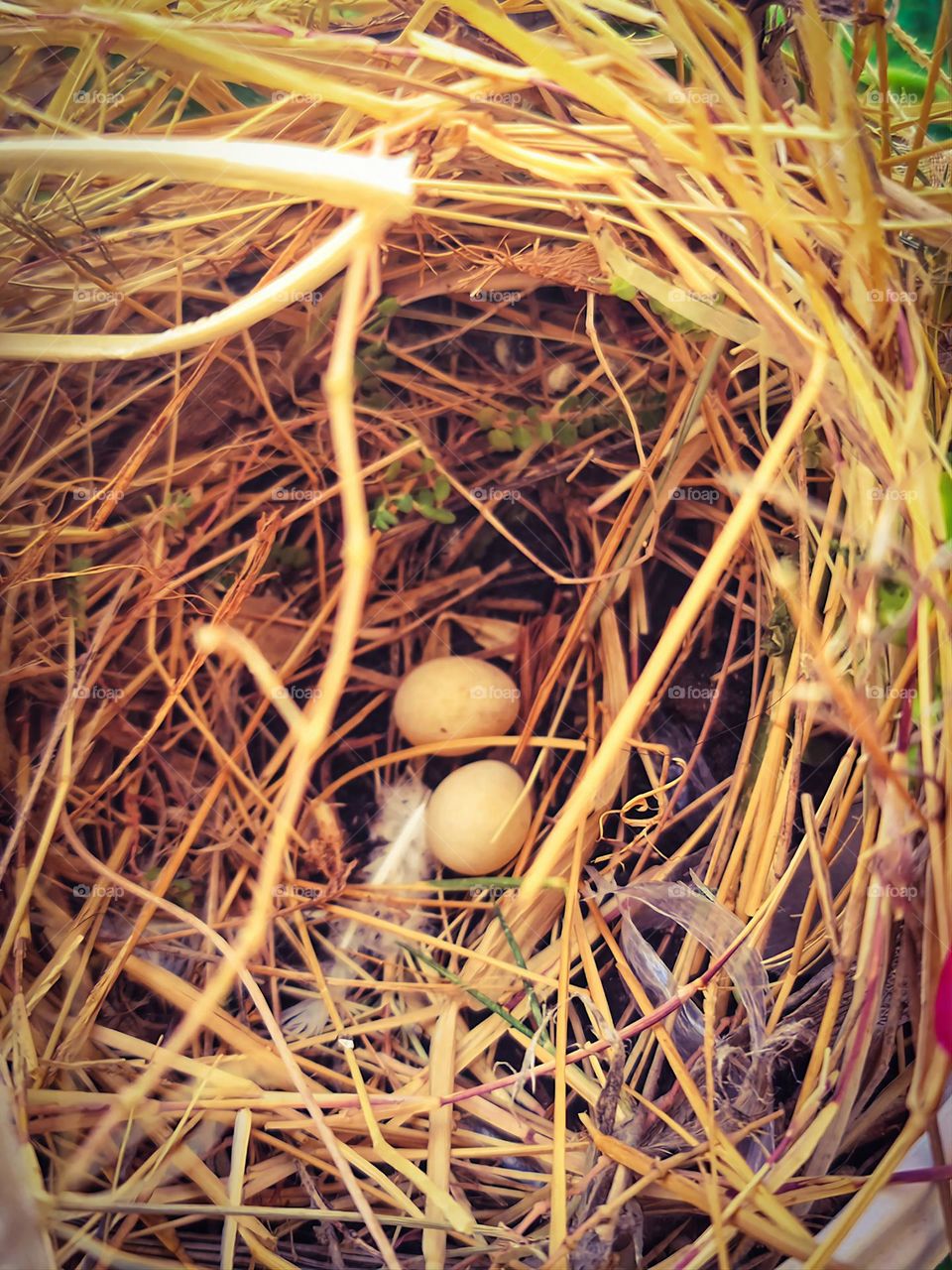 Nest and waiting for New Babies