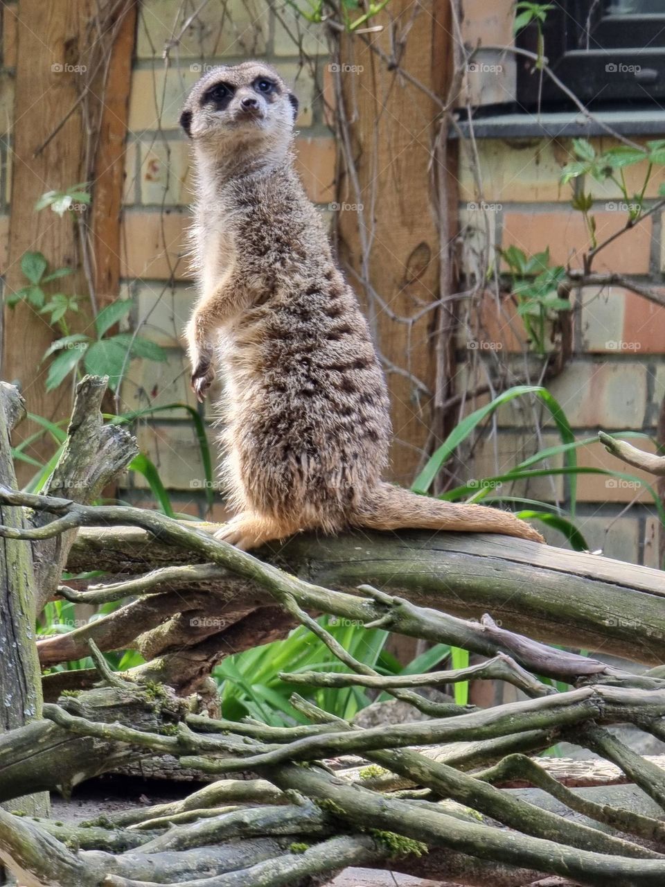 Meerkat