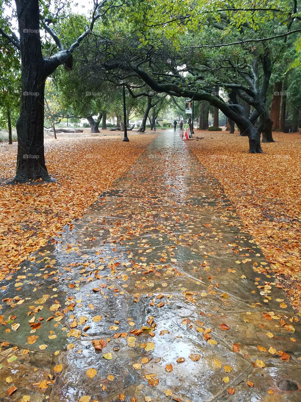 Fall in Berkeley, California
