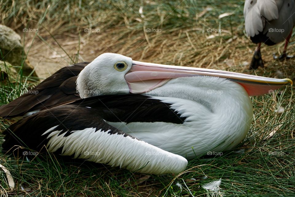 Pelican resting