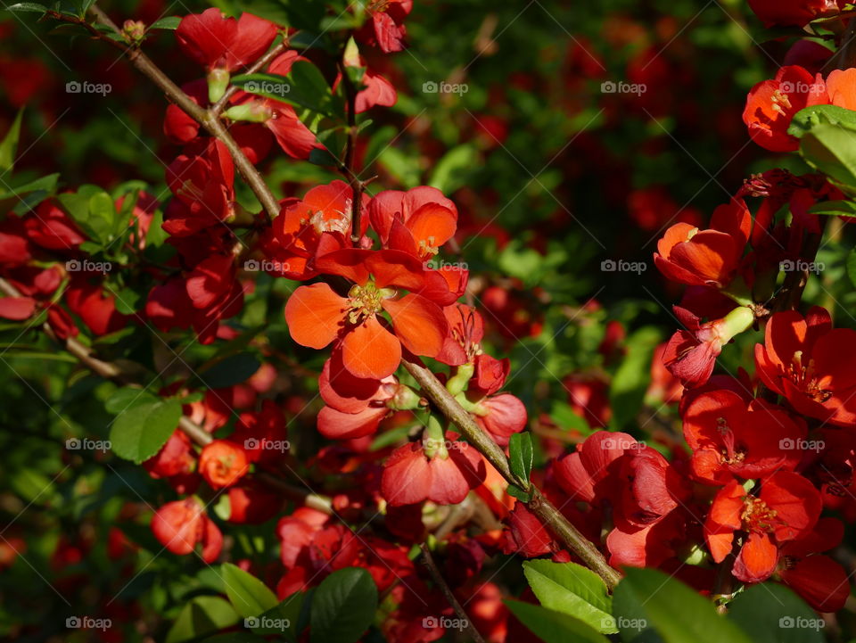 Flowers in springtime,