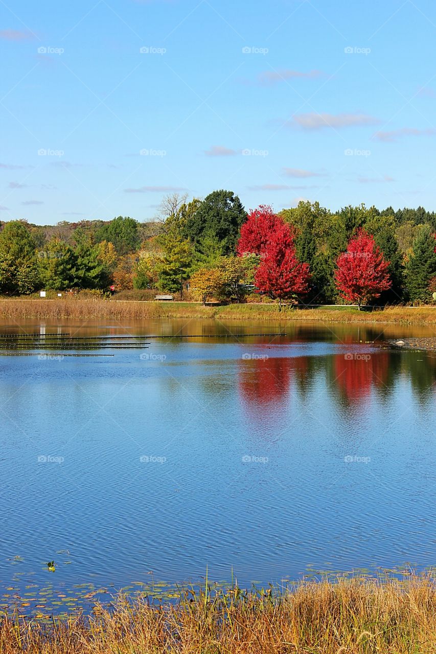 Autumn tree reflecting on pond