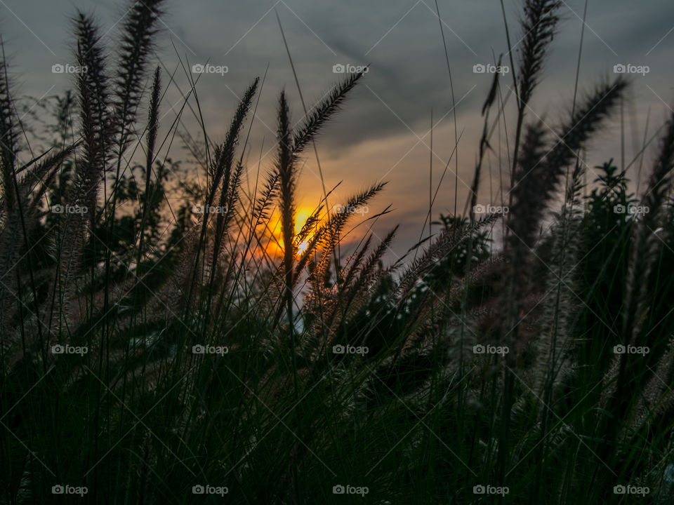 Reeds growing on field
