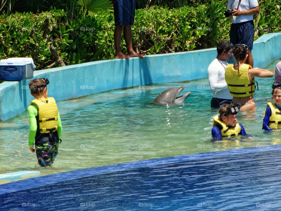 Swimming With Dolphins