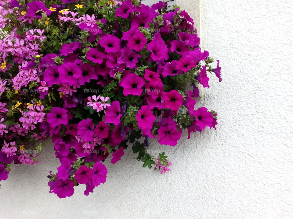 beautiful flowers pot on the window