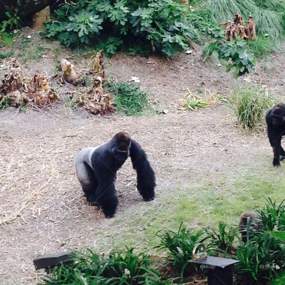 Silverback. Silverback gorilla at Houston Zoo