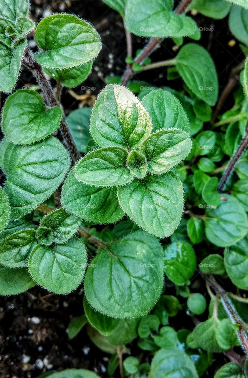 Greek oregano