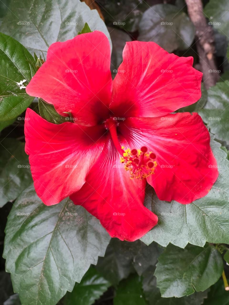 Hibiscus