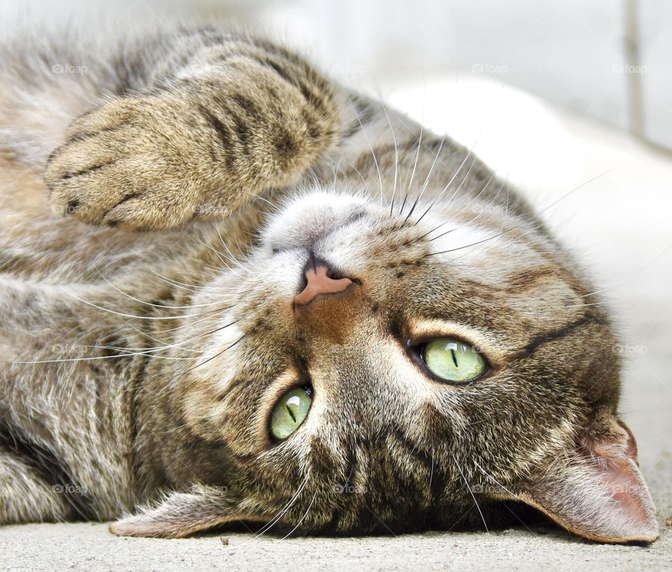 Tabby cat with green eyes