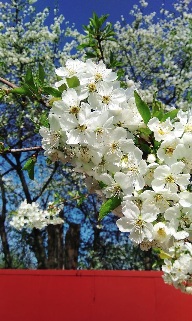color white