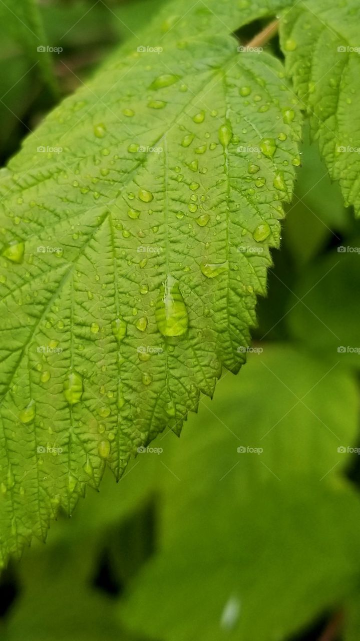 Leaf in the rain