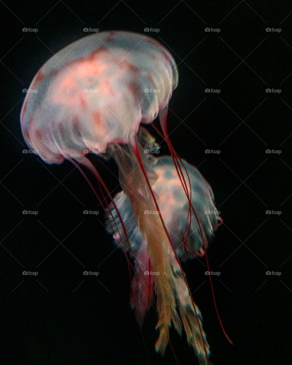 Jellyfish!! 