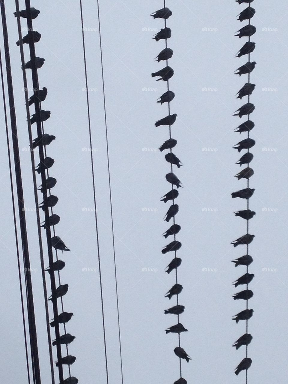 Birds on a wire