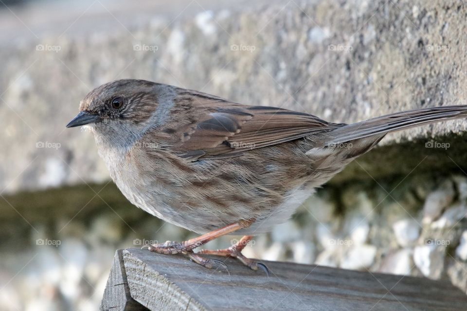 Dunnock 