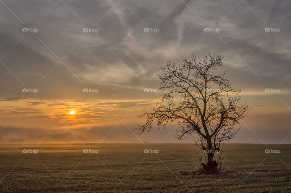 A bare tree in foggy weather at dawn