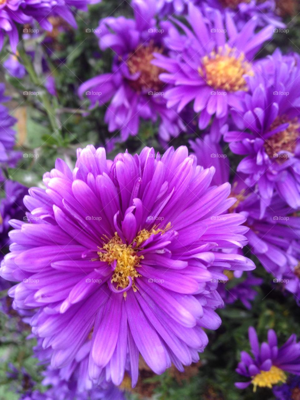 Michaelmas daisy