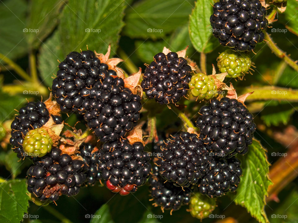 Close-up of blackberries in plant