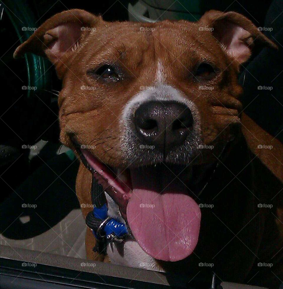 Bella the Fridley pit