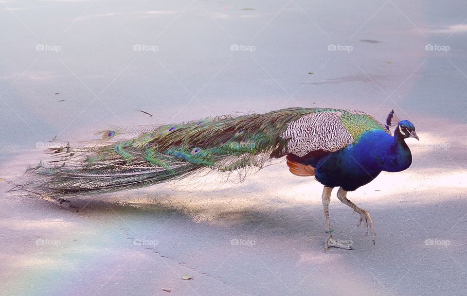 Peacock