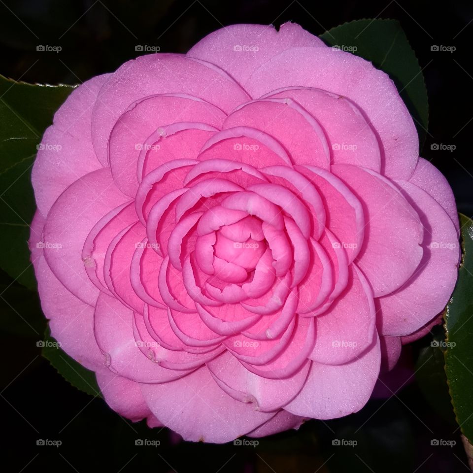 Blossoming pink flower