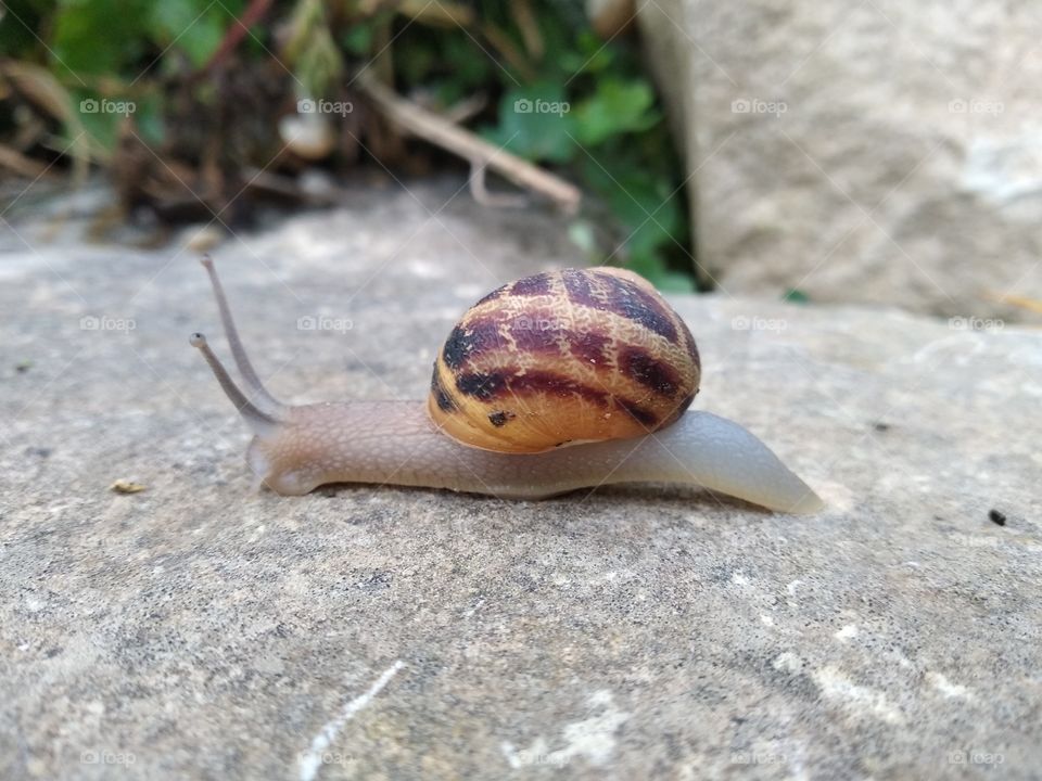 Snail