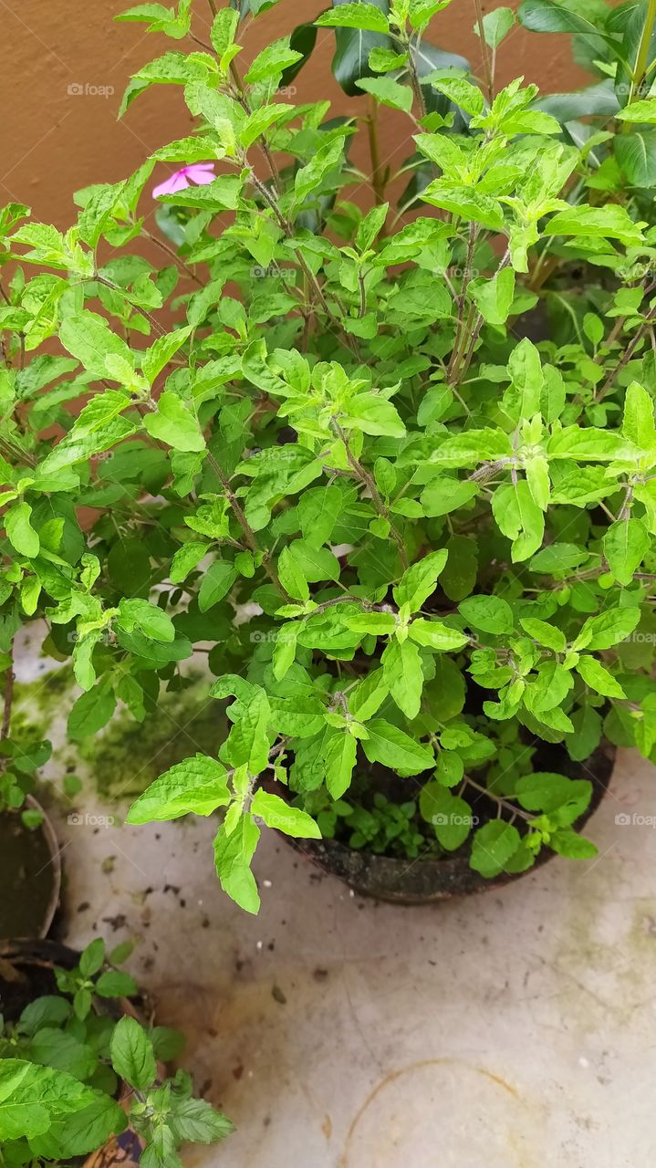 Tulsi or holy basil, the medicinal plant