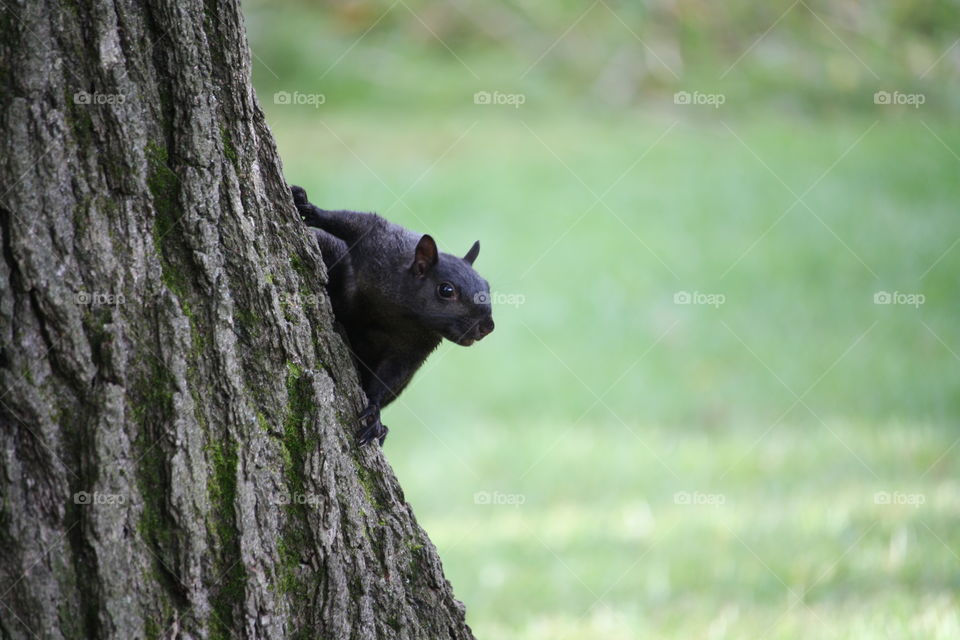 Portrait of a curious squirrel