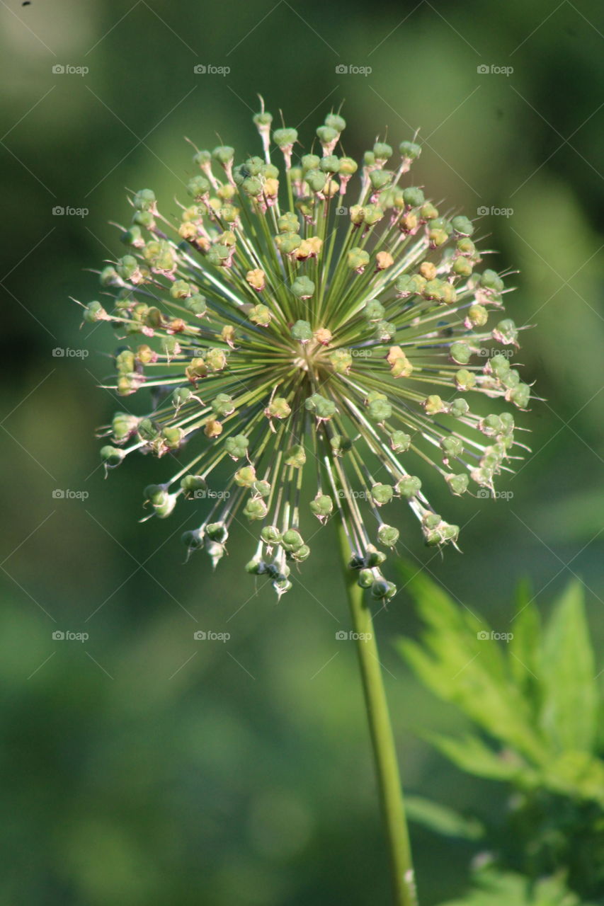 Green spring buds