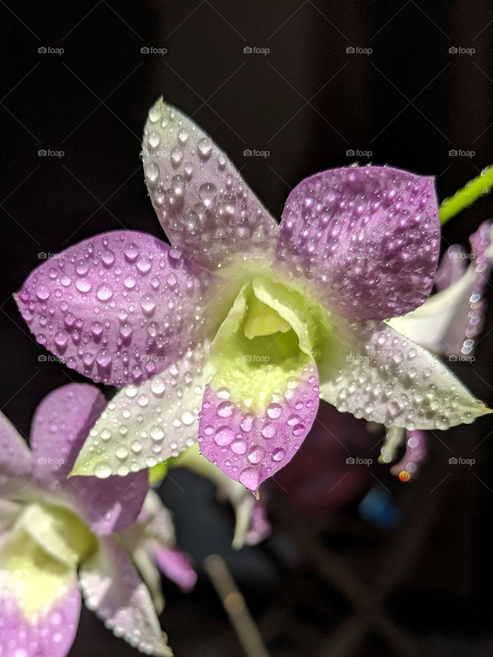 Flower orchid