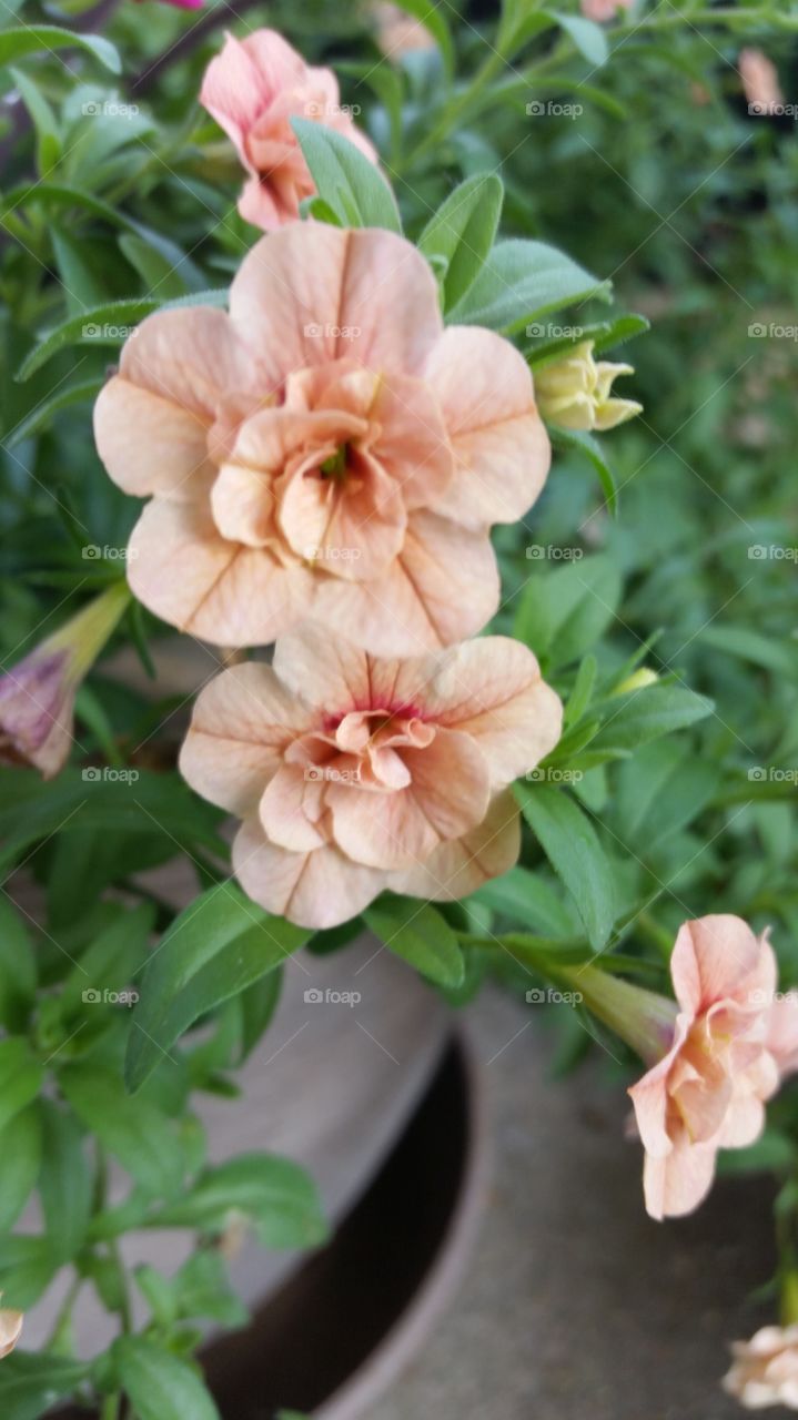 High angle view of peach flowers