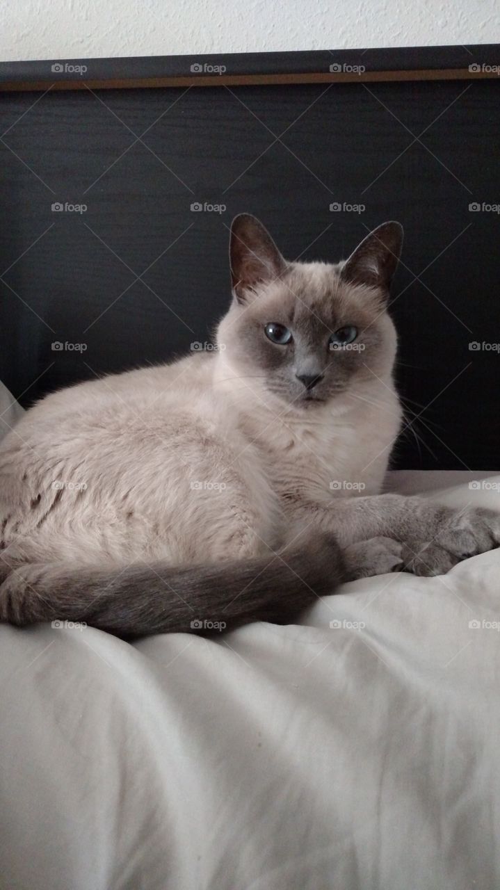 Snickers the Siamese. our Blue Point Siamese named Snickers loves laying on my pillow.